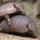 Illustration for article titled Floridians Having Direct Contact With Armadillos Causes Leprosy Spike